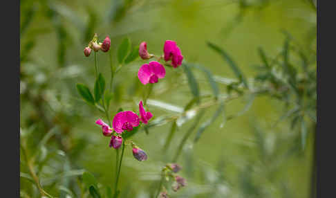 Verschiedenblättrige Platterbse (Lathyrus heterophyllus)