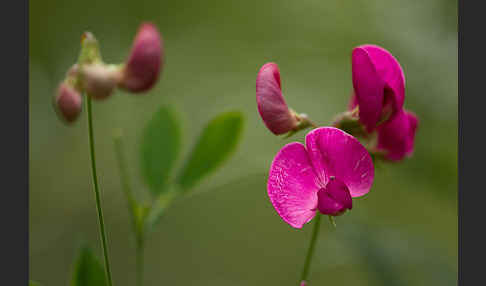 Verschiedenblättrige Platterbse (Lathyrus heterophyllus)