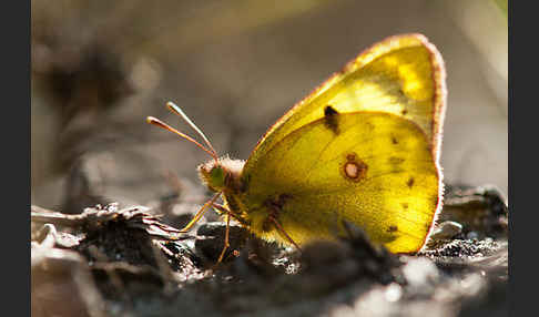 Goldene Acht (Colias hyale)