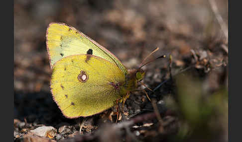 Goldene Acht (Colias hyale)