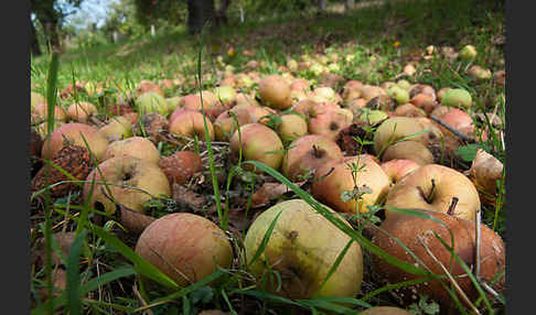 Kultur-Apfel (Malus domestica)