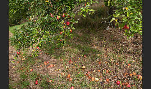 Kultur-Apfel (Malus domestica)