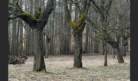 Waldkauz (Strix aluco)