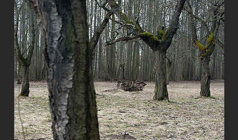 Waldkauz (Strix aluco)