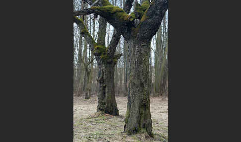 Waldkauz (Strix aluco)