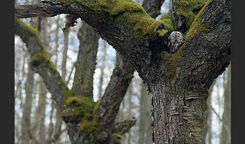 Waldkauz (Strix aluco)