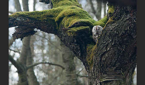 Waldkauz (Strix aluco)