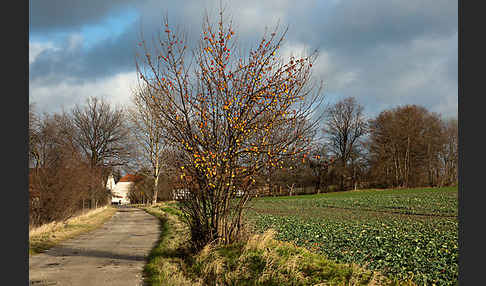 Wild-Apfel (Malus sylvestris)