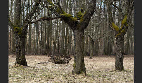 Waldkauz (Strix aluco)