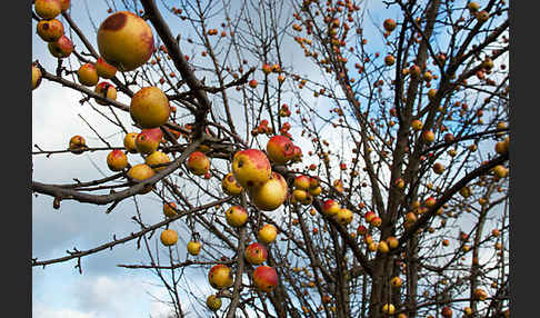 Wild-Apfel (Malus sylvestris)