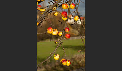 Wild-Apfel (Malus sylvestris)