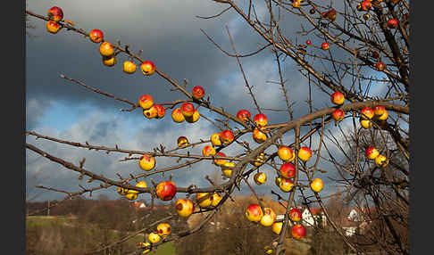 Wild-Apfel (Malus sylvestris)