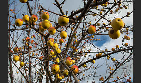 Wild-Apfel (Malus sylvestris)