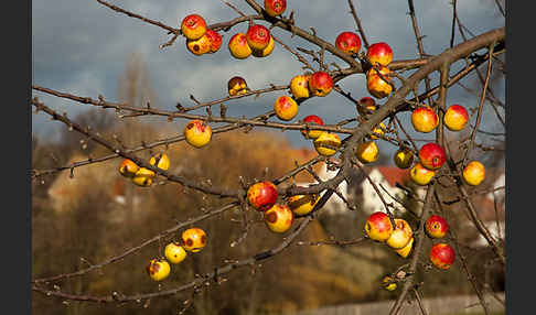 Wild-Apfel (Malus sylvestris)