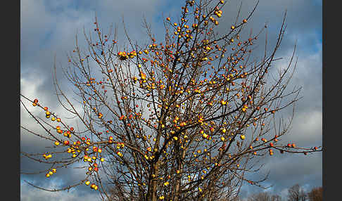 Wild-Apfel (Malus sylvestris)