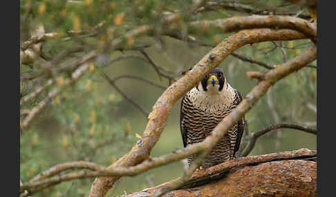 Wanderfalke (Falco peregrinus)