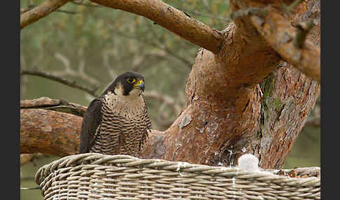 Wanderfalke (Falco peregrinus)