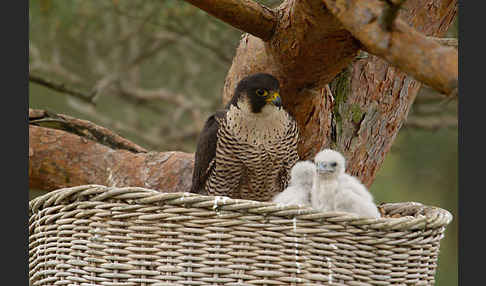 Wanderfalke (Falco peregrinus)