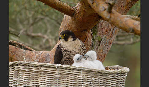 Wanderfalke (Falco peregrinus)