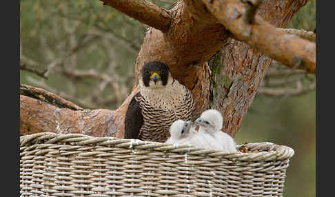 Wanderfalke (Falco peregrinus)