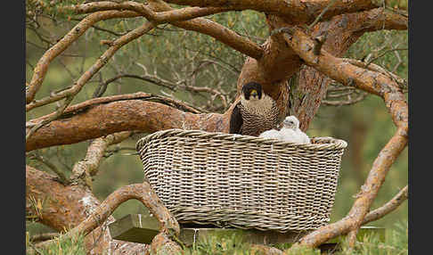 Wanderfalke (Falco peregrinus)