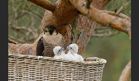 Wanderfalke (Falco peregrinus)