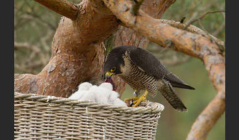 Wanderfalke (Falco peregrinus)