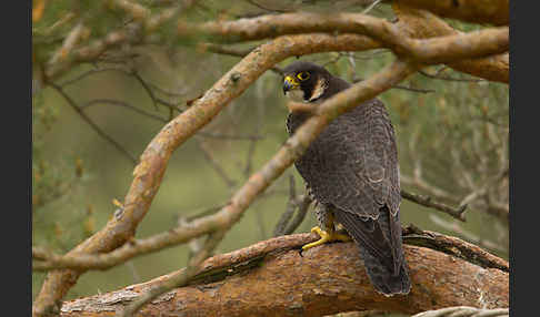 Wanderfalke (Falco peregrinus)