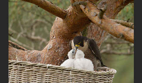 Wanderfalke (Falco peregrinus)