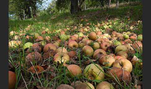 Kultur-Apfel (Malus domestica)