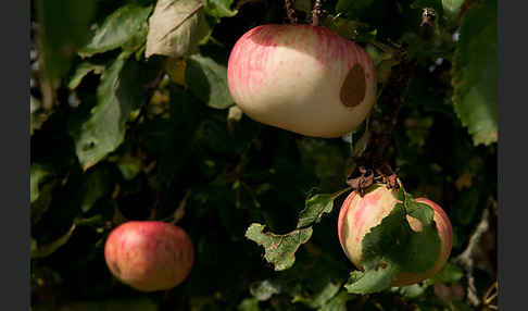 Kultur-Apfel (Malus domestica)