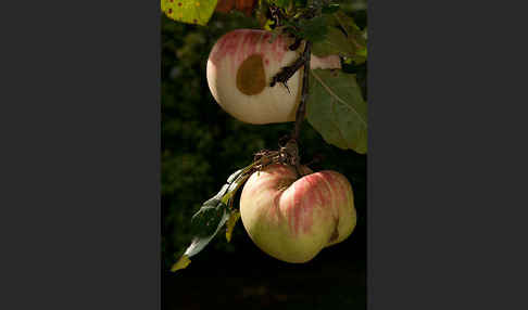 Kultur-Apfel (Malus domestica)