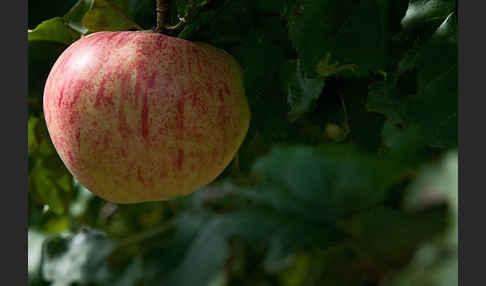 Kultur-Apfel (Malus domestica)