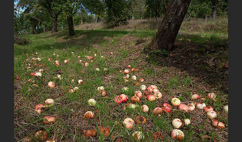 Kultur-Apfel (Malus domestica)