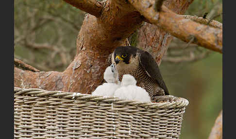 Wanderfalke (Falco peregrinus)