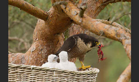 Wanderfalke (Falco peregrinus)