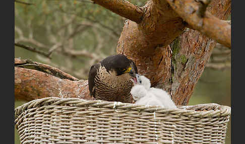 Wanderfalke (Falco peregrinus)