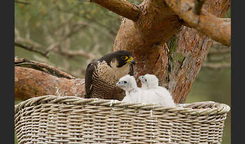 Wanderfalke (Falco peregrinus)