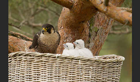 Wanderfalke (Falco peregrinus)