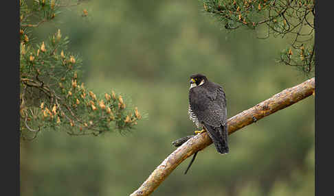 Wanderfalke (Falco peregrinus)