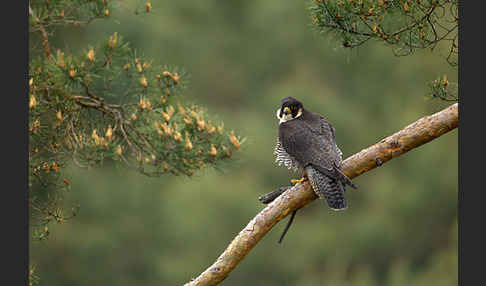 Wanderfalke (Falco peregrinus)