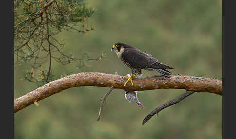 Wanderfalke (Falco peregrinus)