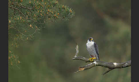 Wanderfalke (Falco peregrinus)