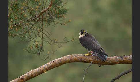 Wanderfalke (Falco peregrinus)