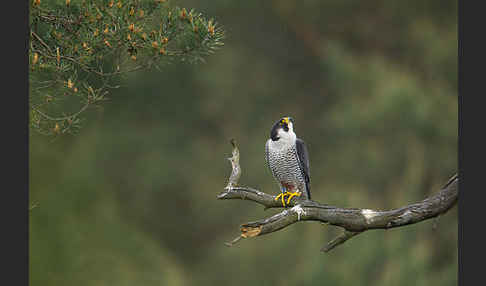 Wanderfalke (Falco peregrinus)