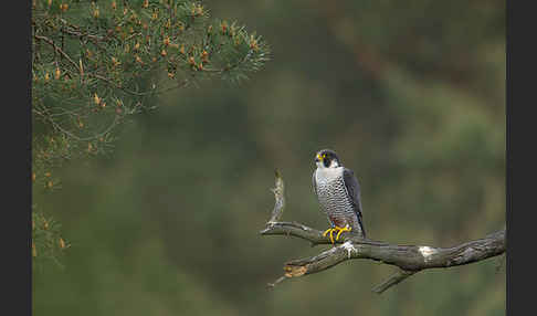 Wanderfalke (Falco peregrinus)