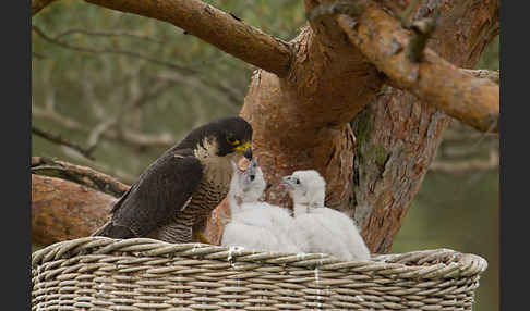 Wanderfalke (Falco peregrinus)