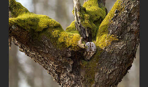 Waldkauz (Strix aluco)