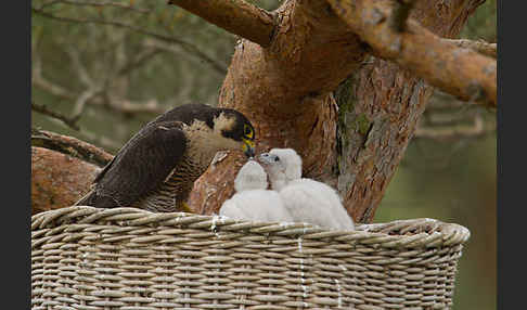 Wanderfalke (Falco peregrinus)