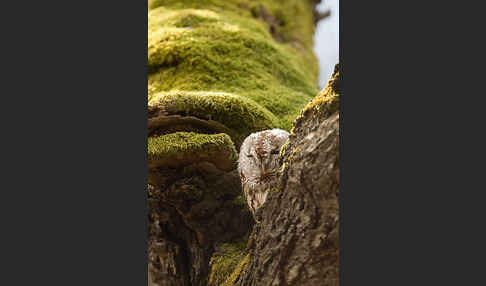 Waldkauz (Strix aluco)